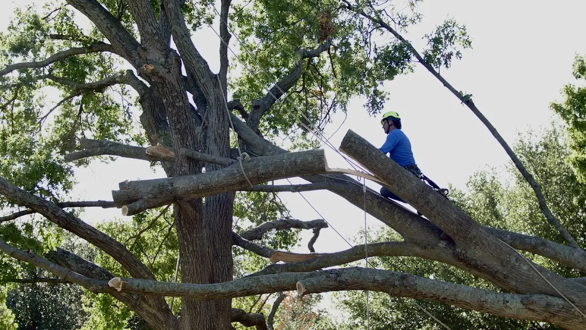 Professional Hazardous Tree Removal performed by certified arborists in Lanark